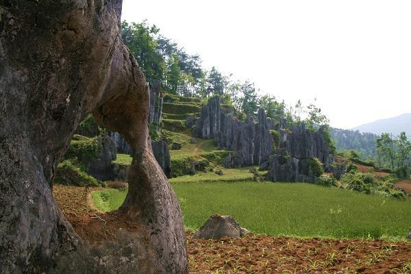 长坝石林