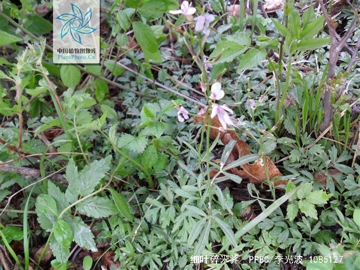 细叶碎米荠