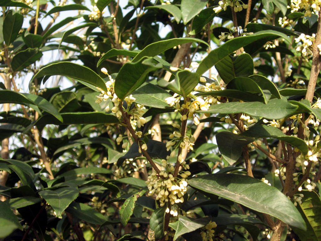 39;):是 a href="#" data-lemmaid="157211">桂花 /a>的一个园艺品种