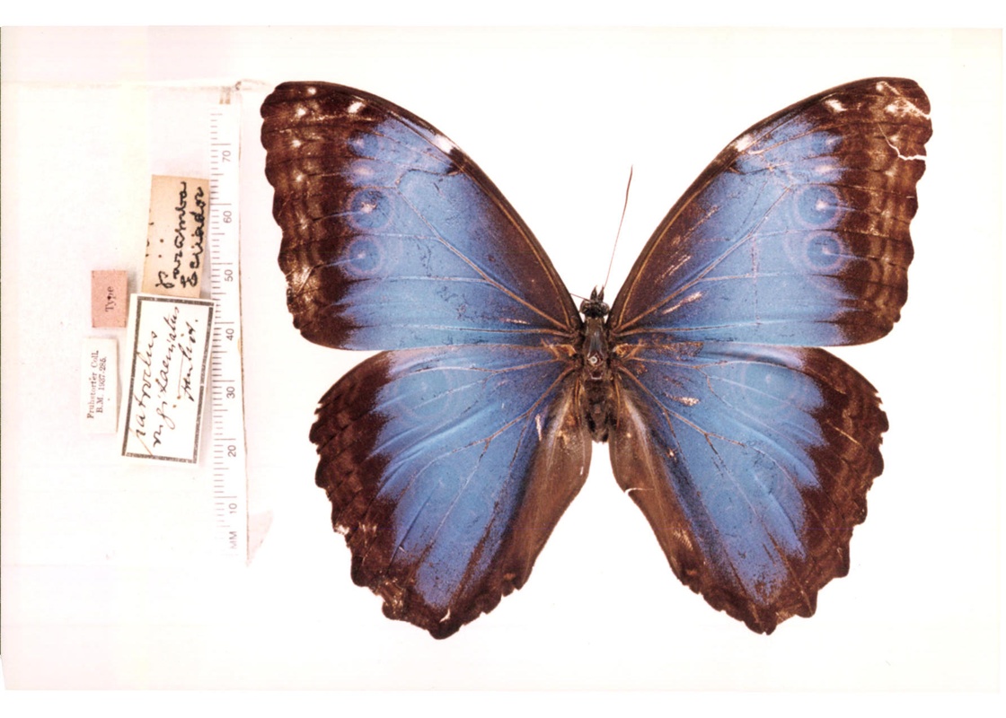  p>皱纹闪蝶,morpho rugitaeniata (fruhstorfer, 1907),鳞翅目,蛱蝶