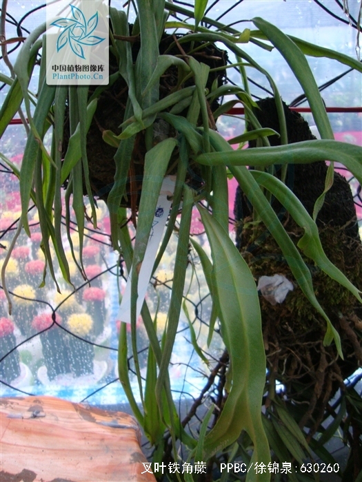 asplenium septentrionale (l.) hoffm.