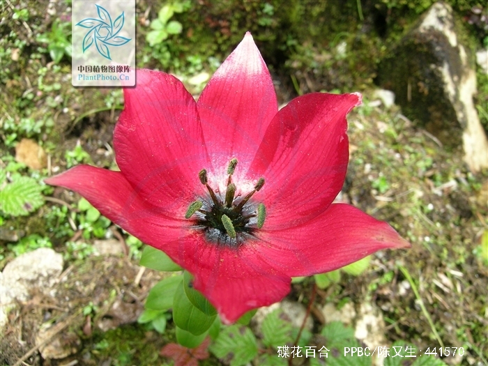  p>碟花百合(学名: i>lilium saluenense /i>  (balf. f.