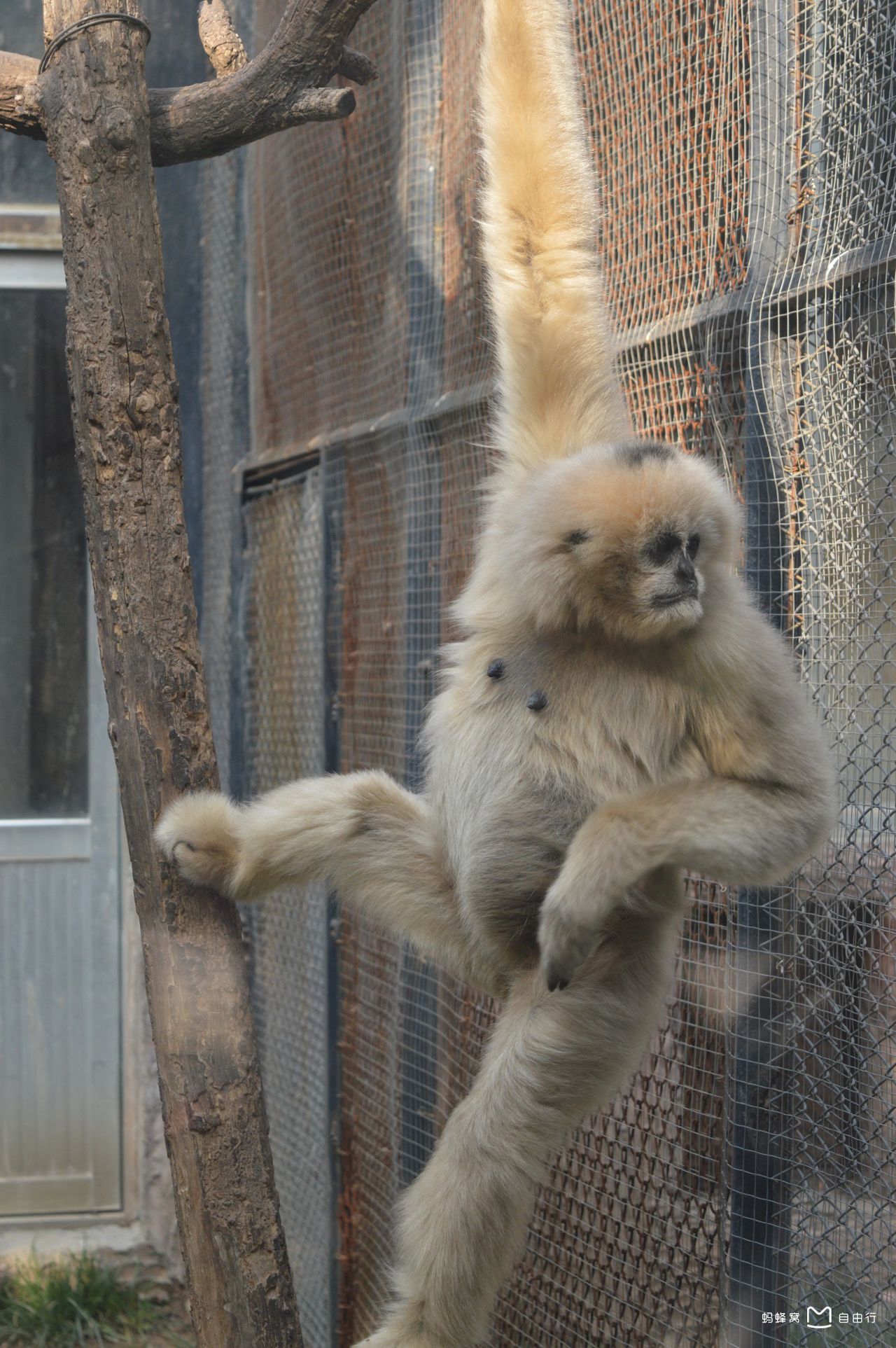  p>济南动物园原名金牛公园,后称金牛动物园,始建于1959年10月,1960年