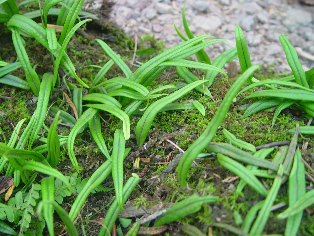 lepisorus paohuashanensis
