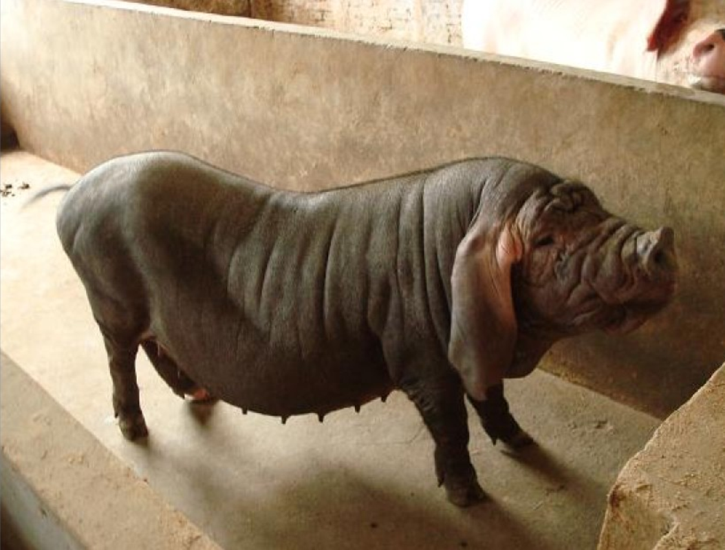  p>金枫猪是用金山枫泾猪(太湖猪的一个种群), a target="_blank"