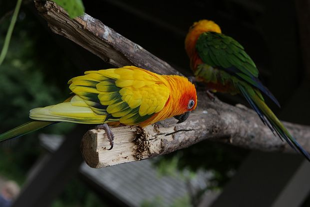 詹代亚锥尾鹦鹉