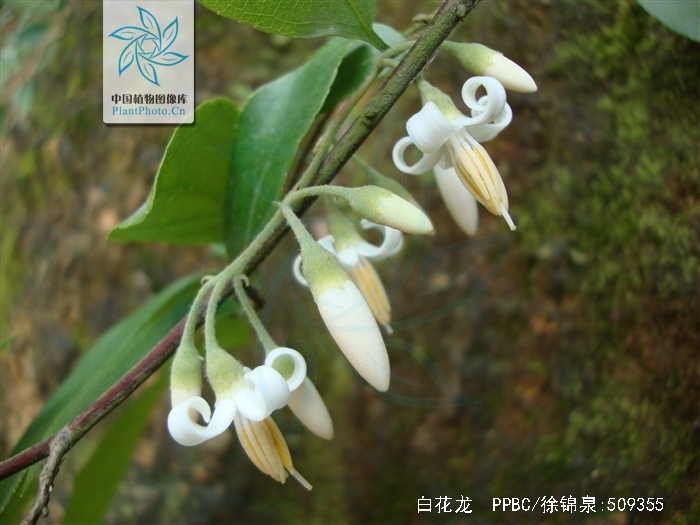  p>白花龙(学名: i>styrax faberi /i> perk.