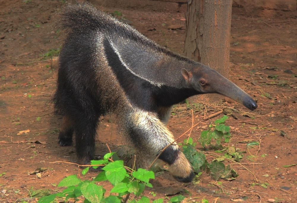 data-lemmaid="200267">美洲 /a>,包括了食蚁兽,树懒及已灭绝的地懒