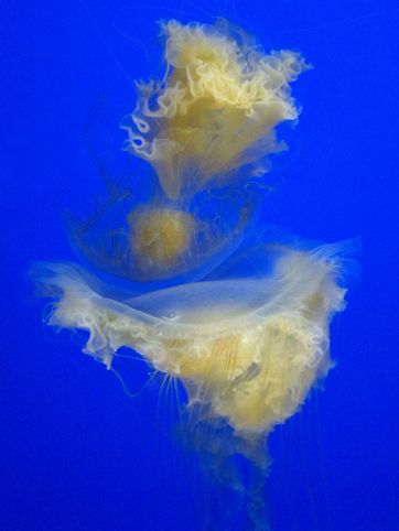  p>煎蛋水母(学名:phacellophora camtschatica)是钵水母纲的海洋生物