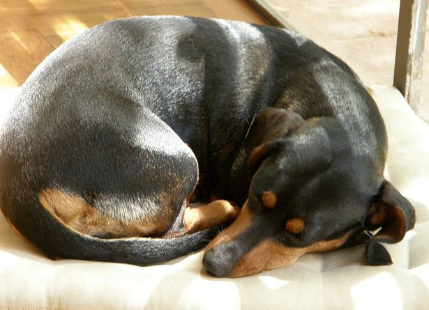  p>普通家犬,也称"家狗",是最常见的犬科 a target="_blank" href="