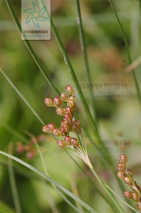  p>扁茎灯心草为 a href="#" data-lemmaid="14075437">扁茎组 /a>