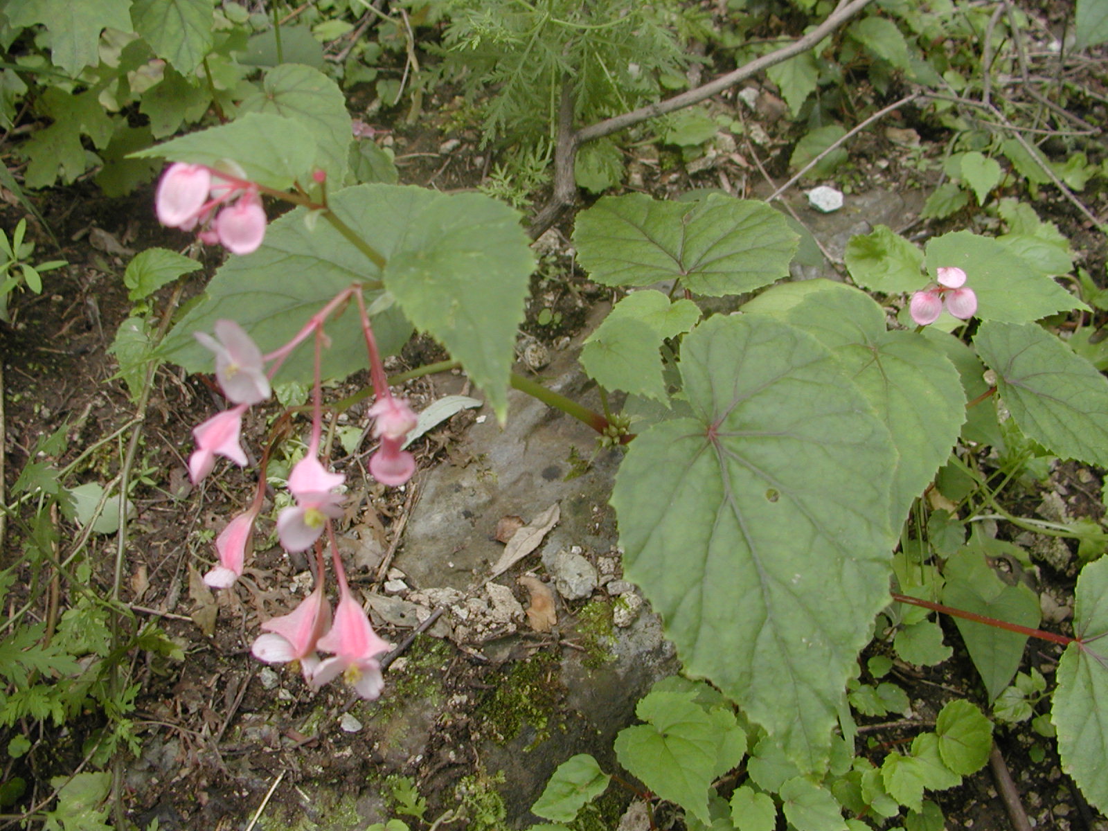  p>断肠花(学名: i>beaumontia brevituba /i> oliv.