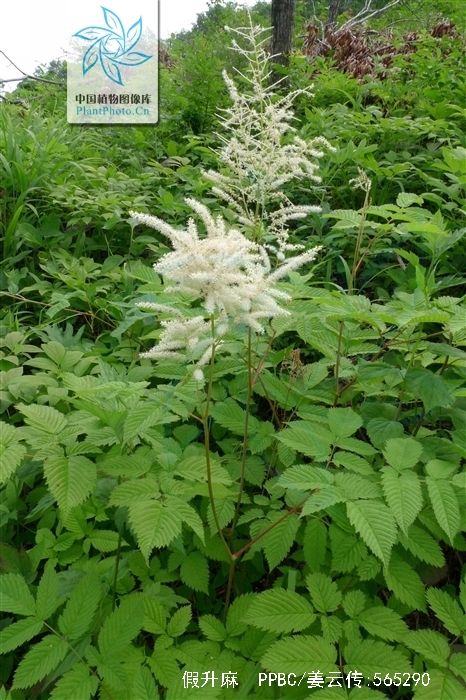  p>假升麻(学名: i>aruncus sylvester  /i>kostel.