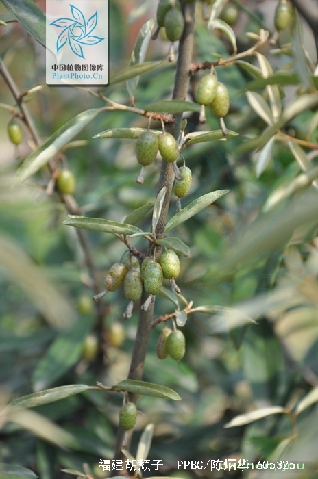  p>福建胡颓子(学名:elaeagnus oldhami maxim.