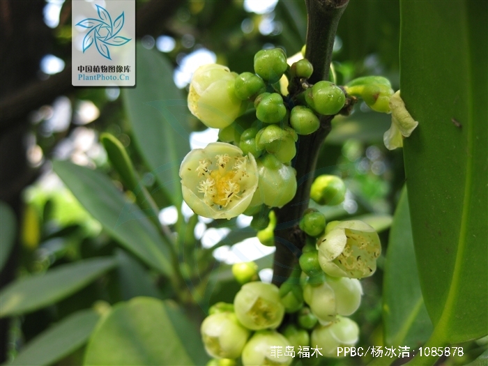  p> a href="#">菲岛福木 /a>,别名:福木,福树,拉丁文名:garcinia sub
