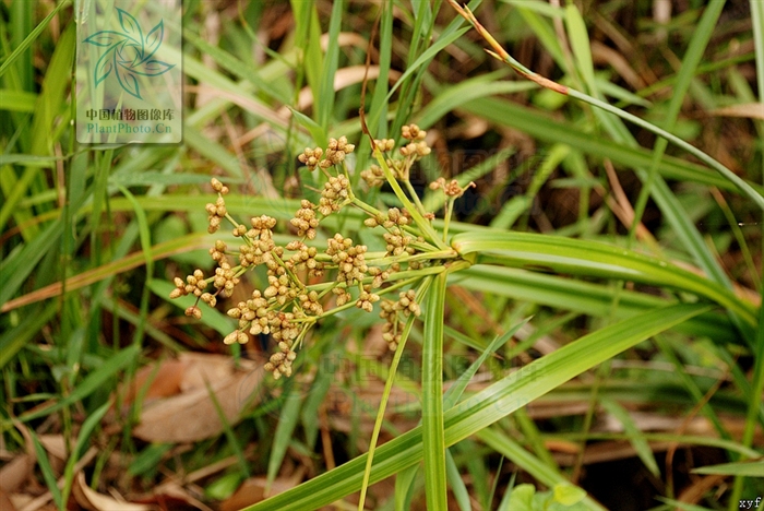  p>百穗蔗草( a href="#" data-lemmaid="8074290">学名 /a>:scirpus