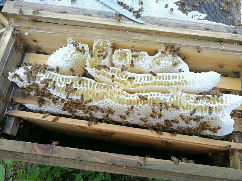  p>贵州纳雍中蜂(nayong guizhou chinesebee)为 a