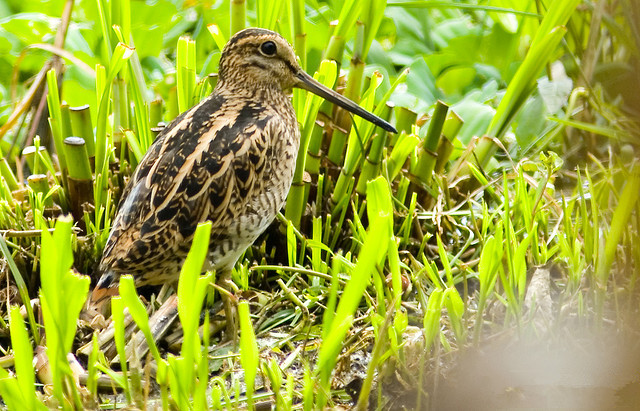  p>大沙锥(拉丁名: i>gallinago megala /i>)为鹬科沙锥属的鸟类,小型