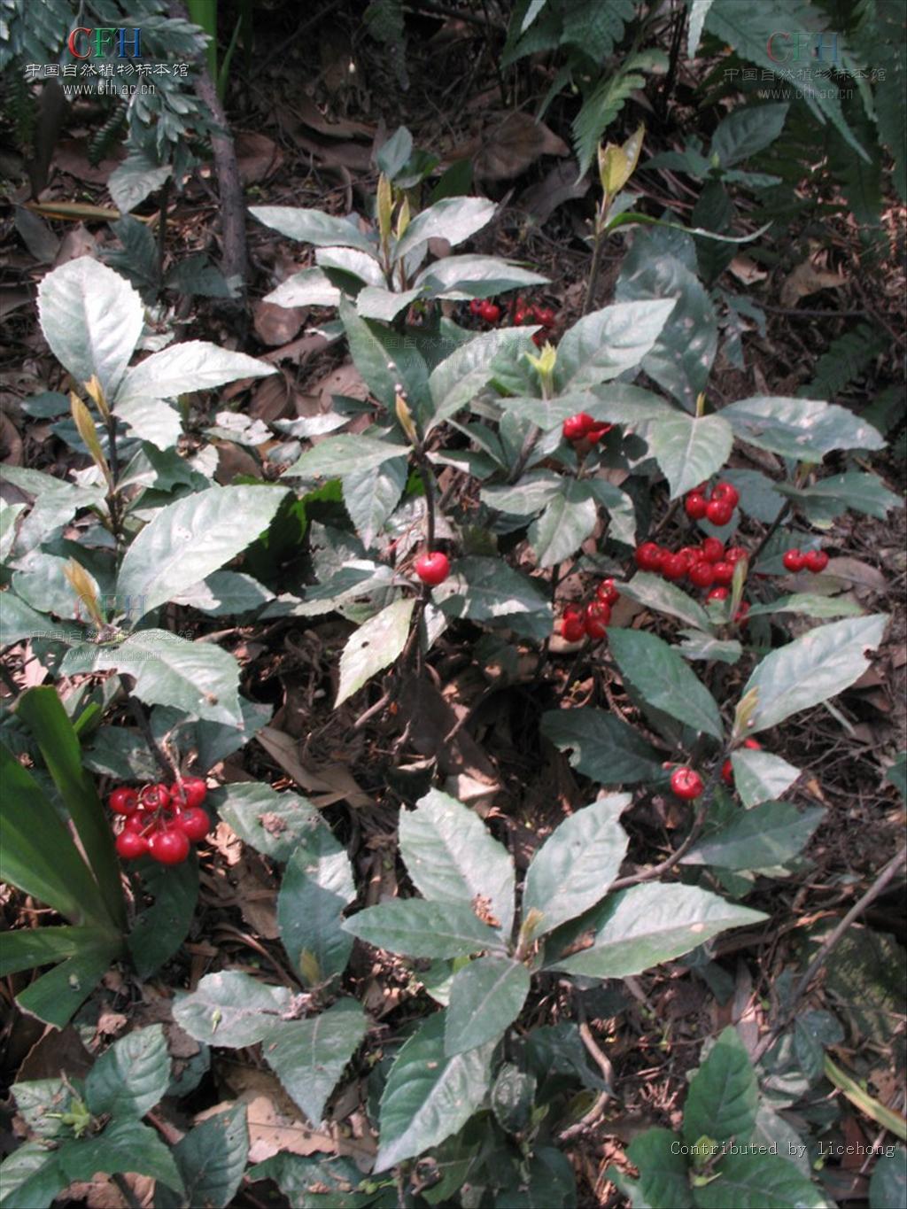  p>紫金牛,学名:ardisia japonica (thunb)blume,别名小青,矮茶,短脚