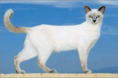  p>东奇尼猫是英美两地用 a target="_blank" href="/item/暹罗猫