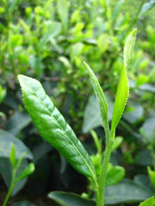  p>绿茶,英文green tea,是中国的主要茶类之一.