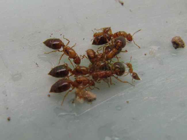 3-3.1mm,体红黄色至褐黄色,蚁后约为6mm,全身红黄色.