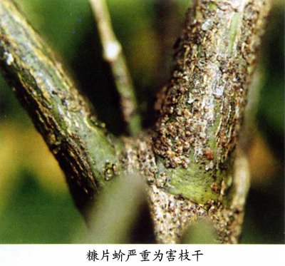  p>糠片蚧(parlatoriapergandicomstock)系多食性害虫,属于昆虫纲同翅