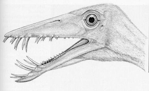  p data-id="gnbx4xhl5p">诺弗勒恶龙(masiakasaurus knopfleri) 发现