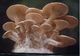  p>白黄侧耳又称美味侧耳,紫孢侧耳.子实体中等大至较大.