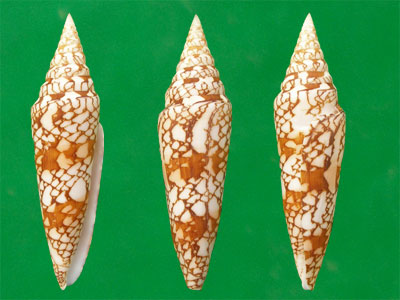 milneedwardsi milneedwardsi)壳体细长,花纹网格状,清晰美丽,贝壳