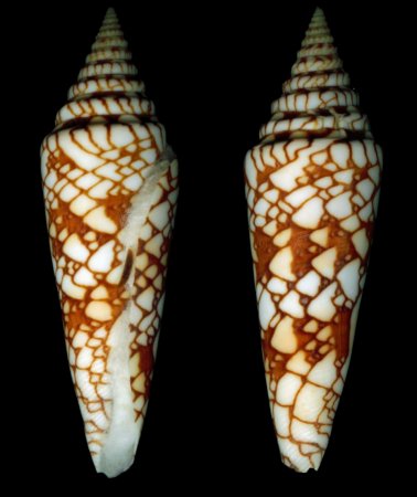 milneedwardsi milneedwardsi)壳体细长,花纹网格状,清晰美丽,贝壳