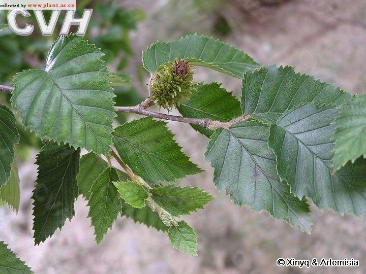 betula chinensis maxim.