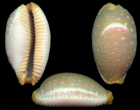  p>克氏鸡皮宝螺(学名:staphylaea limacina clarissa)是腹足纲宝螺科