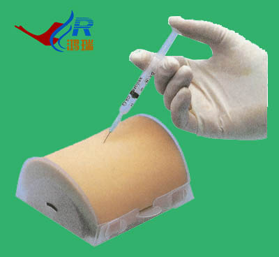 肌肉注射模型