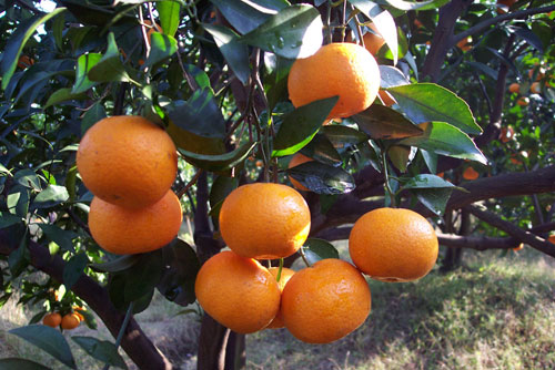 黄岩蜜桔种植全过程(黄岩蜜桔种植全过程图片)