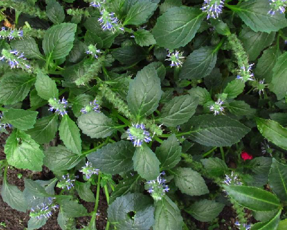  p data-id="gnbq45ewar">拔毒草, a target="