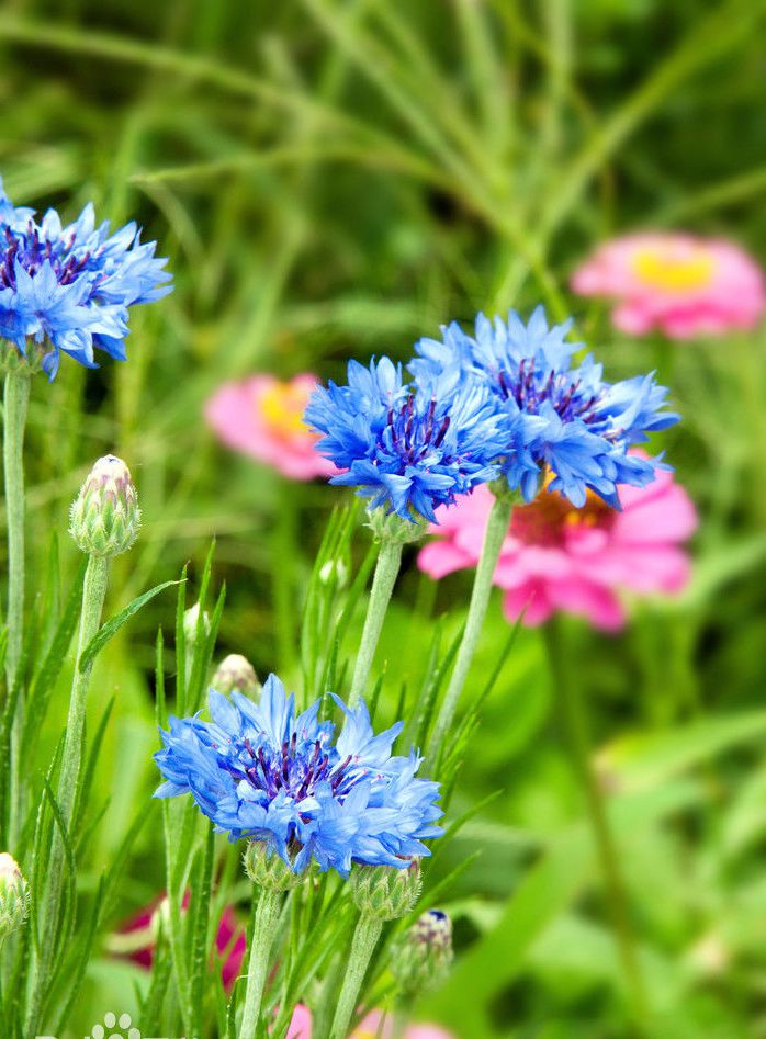  p>矢车菊(拉丁学名:centaurea cyanus l.
