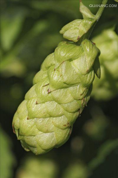/p p(拉丁学名 i>humulus lupulus/i,别名蛇麻花,忽布,酵母花