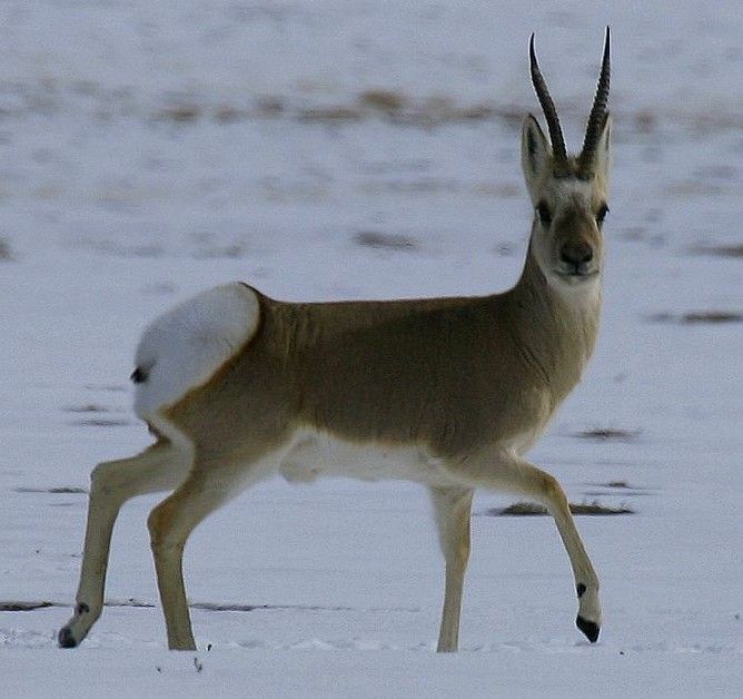  p>藏 a href="#" data-lemmaid="805506">原羚 /a>(学名: i>procapra