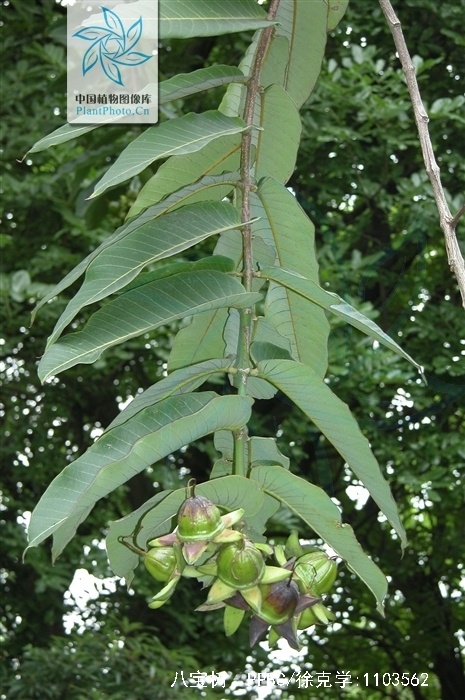  p>八宝树属 (学名: i>duabanga grandiflora /i> (roxb. ex dc.