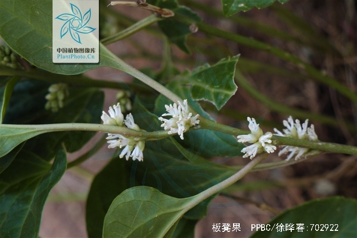 p>板凳果 i>p.axillaris/i)常绿亚灌木,铺地生长.