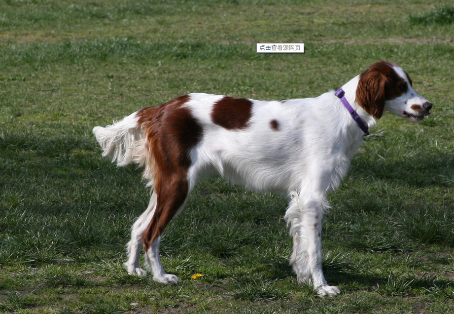 p>爱尔兰红白长毛猎犬是 a target="_blank" href="/item/脊索动物门