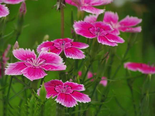  p>石竹,别名:兴安石竹,北石竹,钻叶石竹,蒙古石竹,丝叶石竹,高山石竹