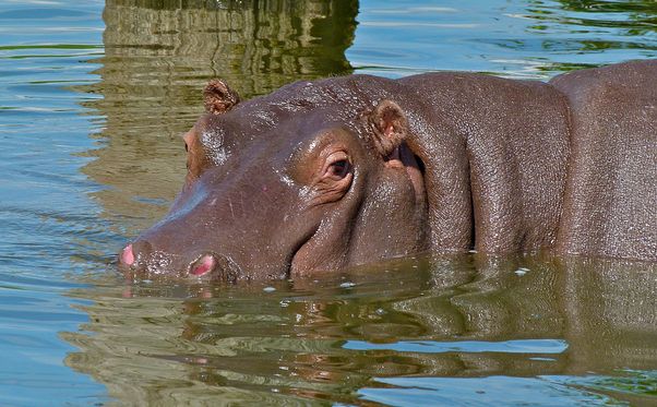 河马