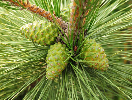  p>松球,中药名.为松科植物 i>pinus massoniana /i> lamb.