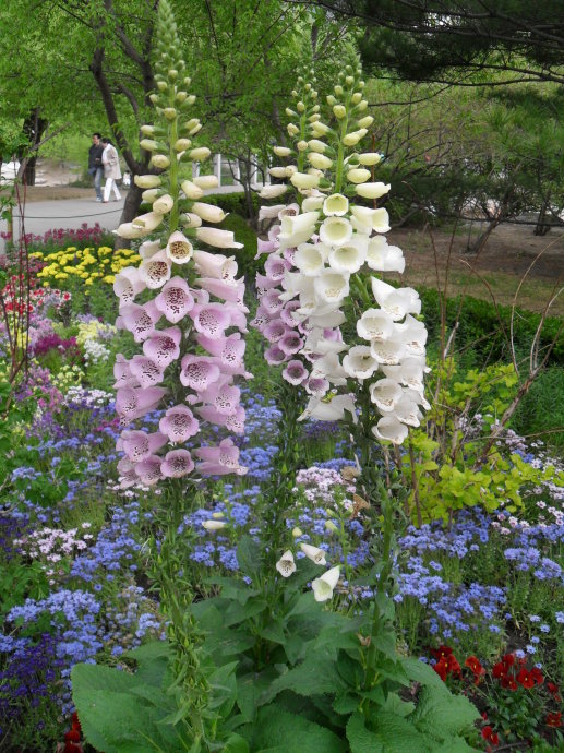  p>毛地黄苷又名 a target="_blank" href="/item/洋地黄/10148743"