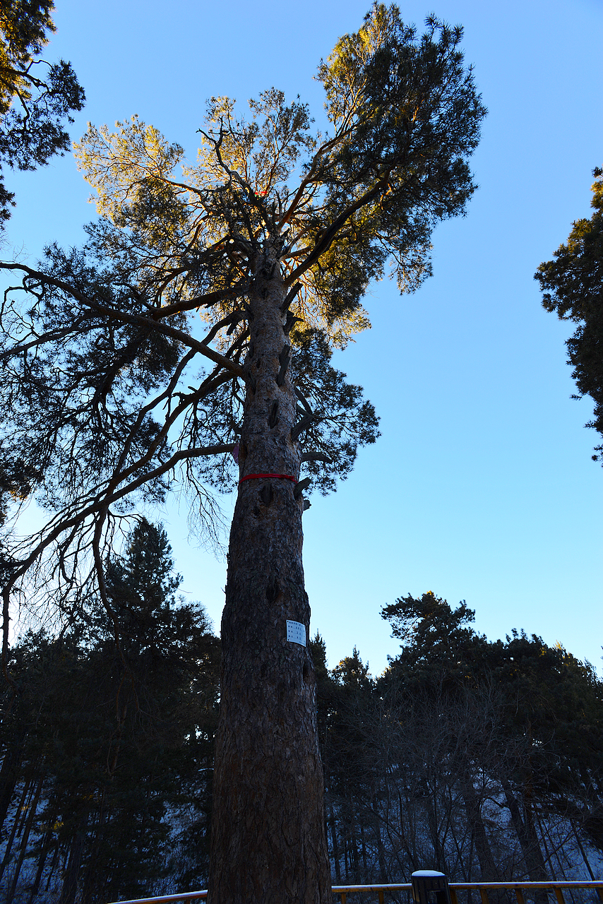 是松科,松属植物.