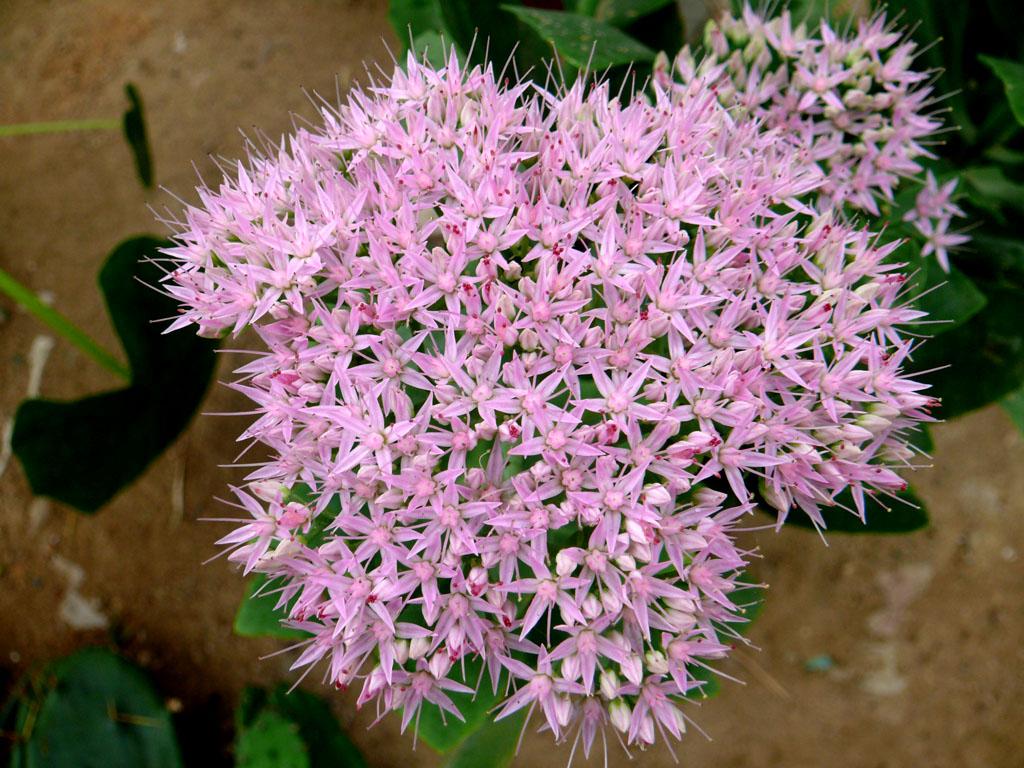  p>正别名 a href="#" data-lemmaid="3491373">五爪三七 /a>, a href