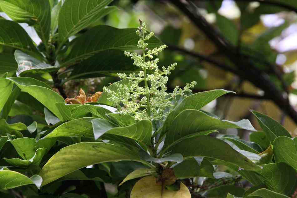  p>吕宋水锦树(学名:wendlandia luzoniensis dc.