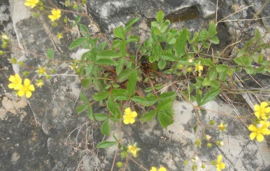  p>细裂委陵菜,为蔷薇科 a href="#" data-lemmaid="3050807">委陵菜